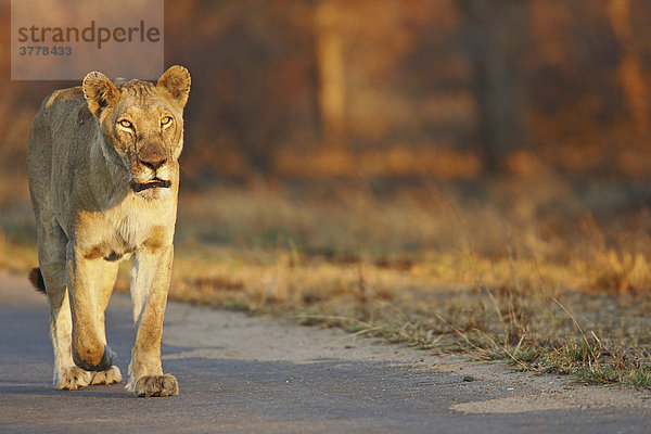 Löwin im Abendlicht  Krüger Nationalpark Südafrika  Afrika