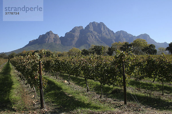 Weingut in Stellenbosch  Südafrika