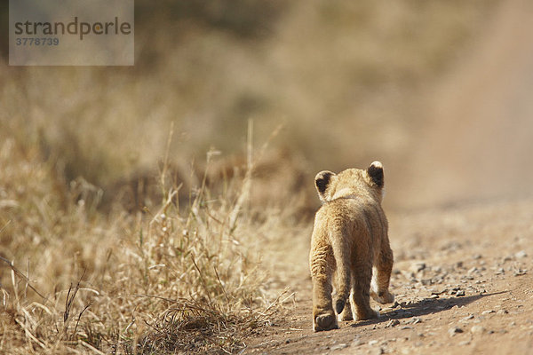 Kleiner Löwenjunge von hinten  Krüger Nationalpark Südafrika