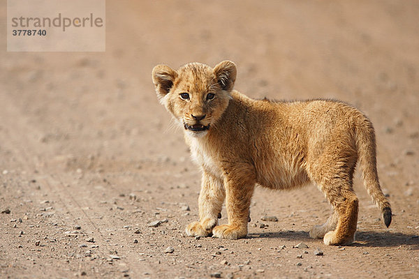 Kleiner Löwenjunge  Krüger Nationalpark Südafrika