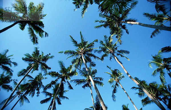Kokospalmen  Bali  Indonesienl