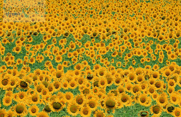 Sonnenblumenfeld  Provence  Suedfrankreich / (Helianthus annuus)