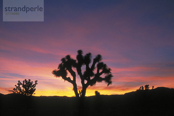 Josuabaeume in der Morgendaemmerung  Joshua Tree Park  Kalifornien  USA / (Yucca brevifolia)