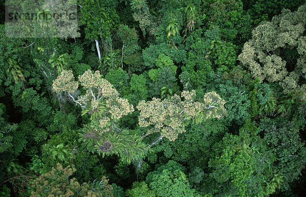 Tropischer Regenwald  Kuranda  Queensland  Australien