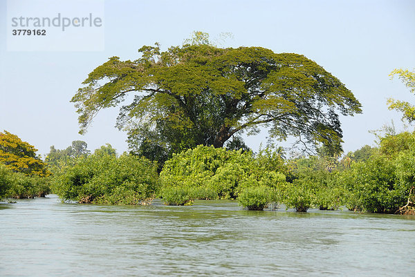 Großer Baum thront über dem Mekong Fluß Don Det Si Phan Don Laos