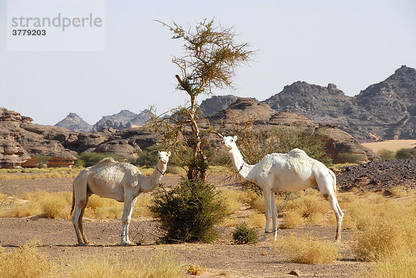 Zwei Kamele fressen an einer kümmerlichen Akazie Acacia Akakus Libyen