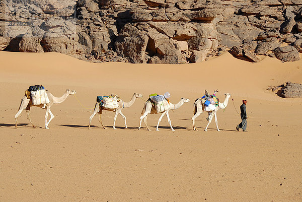 Tuareg geht mit Kamelen durch die Wüste Akakus Libyen