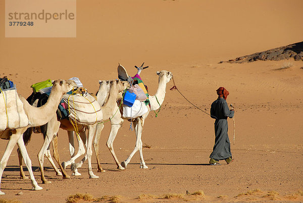 Tuareg geht mit Kamelen durch die Wüste Akakus Libyen