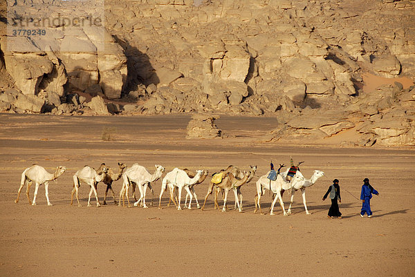 Tuareg gehen mit Kamelen duch die Wüste Akakus Libyen