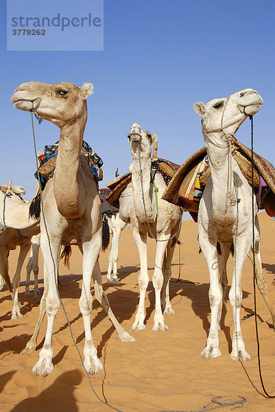 Drei stehende Kamele schauen in verschiedene Richtungen Mandara Libyen