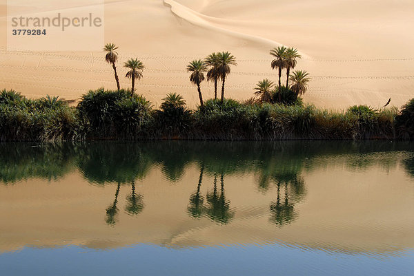 Dattelpalmen Phoenix und Sanddünen spiegen sich im Wasser Oase Um el Ma Mandara Libyen