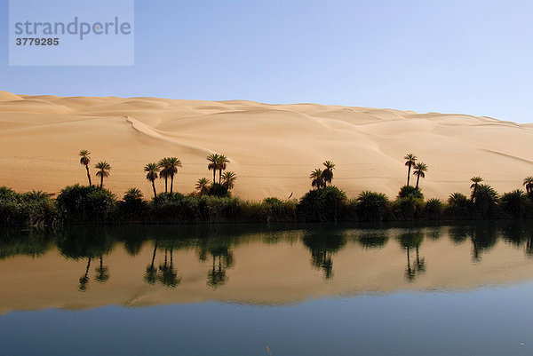 Dattelpalmen Phoenix und Sanddünen spiegen sich im Wasser Oase Um el Ma Mandara Libyen