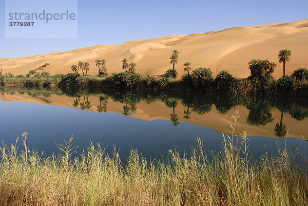 Dattelpalmen Phoenix und Sanddünen spiegen sich im Wasser hinter Schilf Oase Um el Ma Mandara Libyen