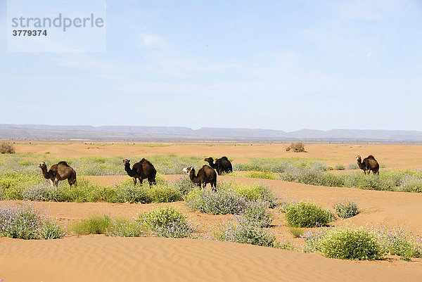 Leben Kamele und blühende Büsche in der Wüste bei Mhamid Marokko