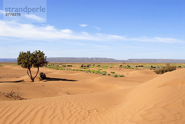 Bäume wachsen auf Sanddünen in der Wüste bei Mhamid Marokko