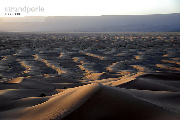 Sonnenuntergang letztes Licht fällt auf wellige endlose Sanddünen Jbel Bani bei Mhamid Marokko