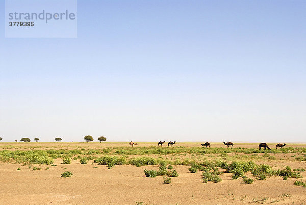 Kamele am Horizont in der Wüste bei Mhamid Marokko
