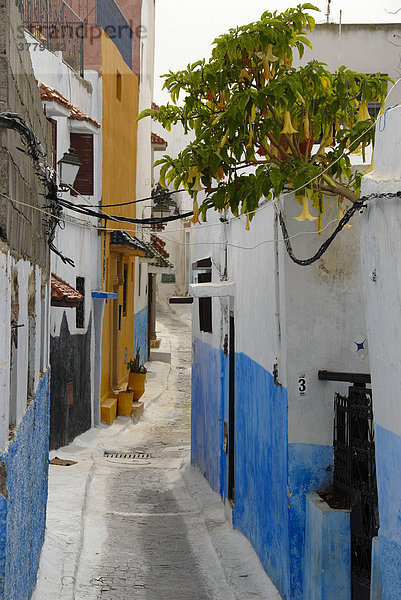 Enge Gasse zwischen blauer und weißer Mauer Kasbah des Oudaias Rabat Marokko