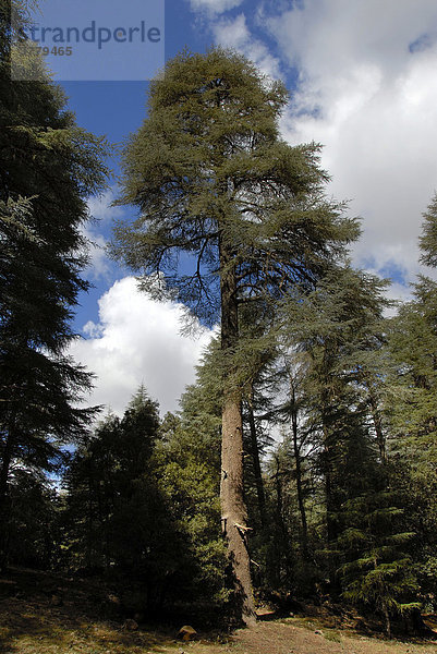 Hoher Baum Atlas-Zeder Cedrus atlantica Zedern Zedernwald Foret de Cedres Mittlerer Atlas Moyen Marokko