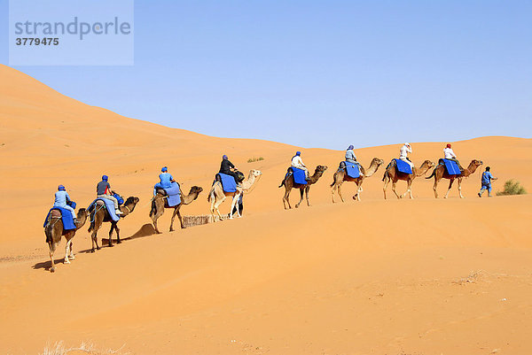 Gruppe von Touristen reitet hintereinander auf Kamelen über eine Sanddüne Erg Chebbi Merzouga Marokko