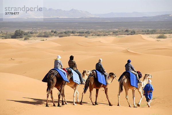 Kleine Gruppe von Touristen reitet hintereinander auf Kamelen über eine Sanddüne Erg Chebbi Merzouga Marokko