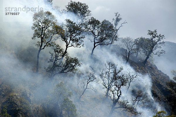 Waldbrand Bäume mit Rauchschwaden Jagat Annapurna Region Nepal