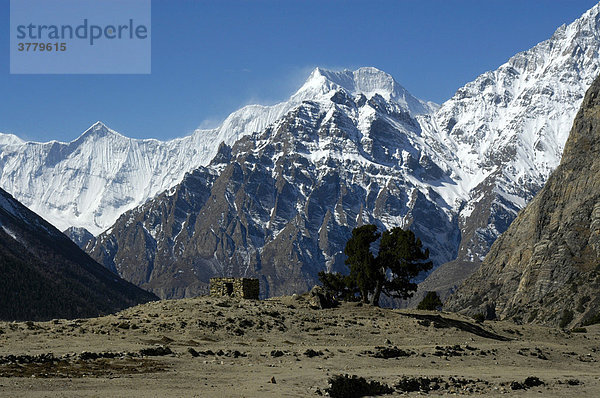 Mauern und Wachholderbaum vor den Gebirgsmassiven des Pisang Peak und Annapurna II Kyang Nar-Phu Annapurna Region Nepal