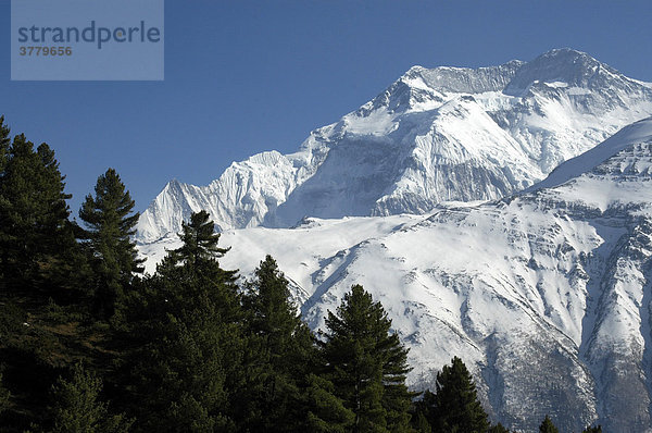 Kiefern Wald als Silhouette vor dem eisbedeckten Massiv des Annapurna II bei Ngawal Annapurna Region Nepal