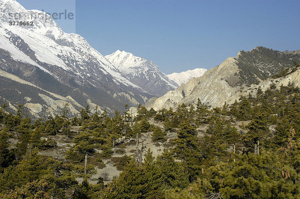 Licht bewaldetes Tal von Manang bei Ngawal Annapurna Region Nepal