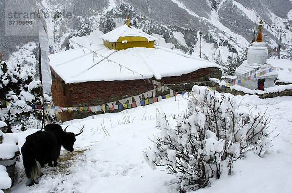 Tief verschneites Kloster Thare Gompa mit Yak Khangsar Annapurna Region Nepal