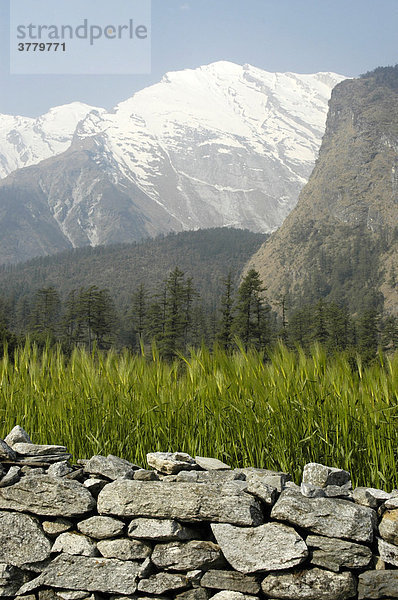 Steinmauer mit grünem Getreidefeld Wald und schneebedeckten Bergen Lete Annapurna Region Nepal