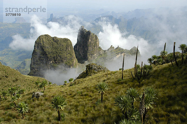 Wolken an schroffen Felsen in der Hochgebirgslandschaft mit Riesenlobelien Lobelia rhynchopetalum der Semien Berge bei Debark Äthiopien