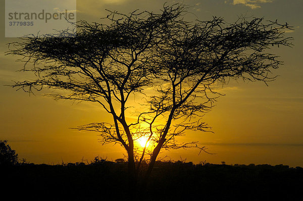 Orangene Sonne mit Abendhimmel hinter Akazie Baum in der Savanne Turmi Äthiopien