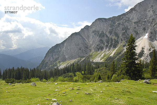 Almwiese mit Bergwald Gehrenspitze Tirol Österreich
