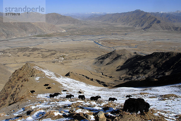 Yaks am schneebedeckten Hang über dem Flußtal des Lhasa River Kyi Chu Tibet China