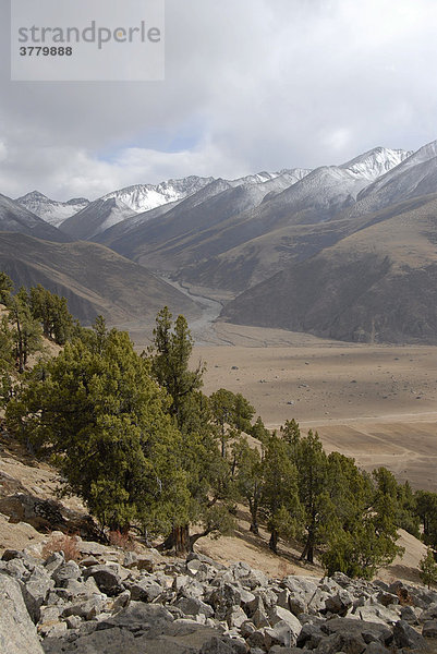 Wald aus alten Wacholder Juniperus Bäumen und schneebedeckte Berge am Kloster Reting Tibet China