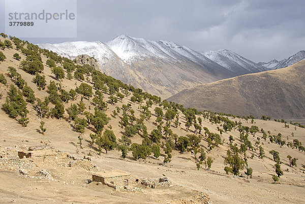 Wald aus alten Wacholder Juniperus Bäumen und schneebedeckte Berge am Kloster Reting Tibet China