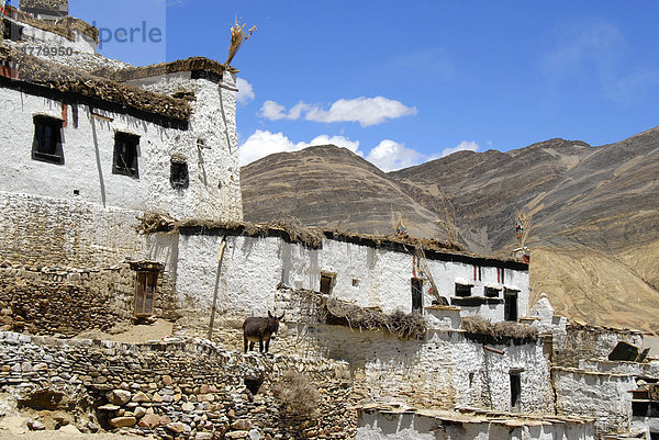 Traditionelle Häuser mit Esel im Dorf Shegar Tibet China
