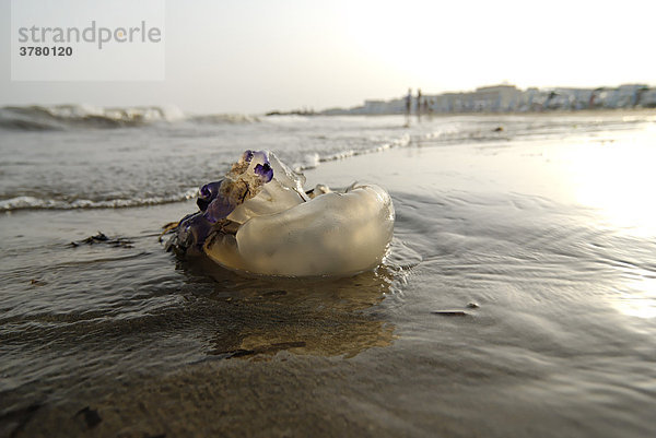 Qualle Meduse angeschwemmt im seichten Wasser am Mittelmeer Adria Italien