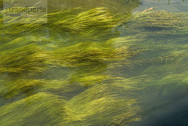 Algen und Gras in einem Bach