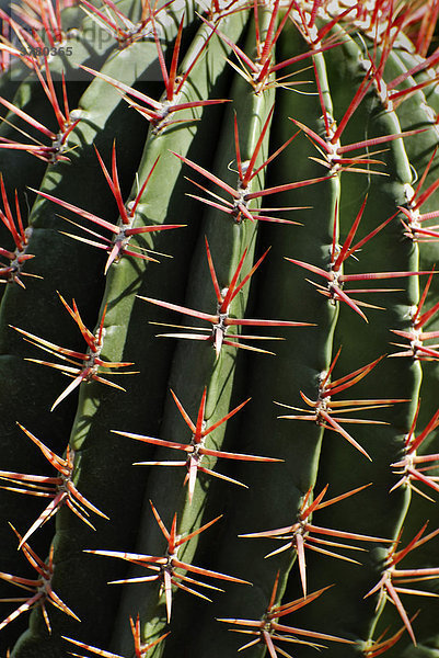 Kaktus  Ferocactus piliferus