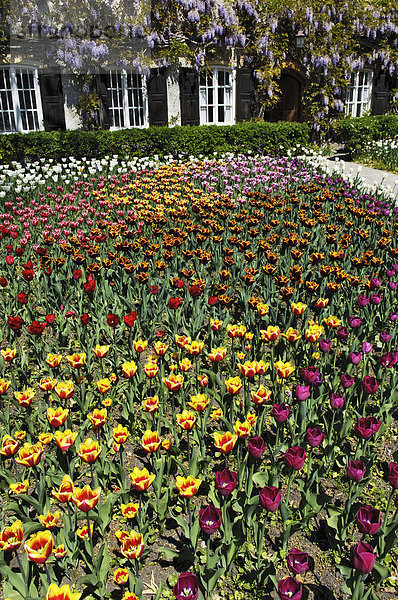 Garten-Tulpe (Tulipa) und Blauregen-Glyzinie (Wisteria sinensis)  Garten in Aying  Bayern  Deutschland