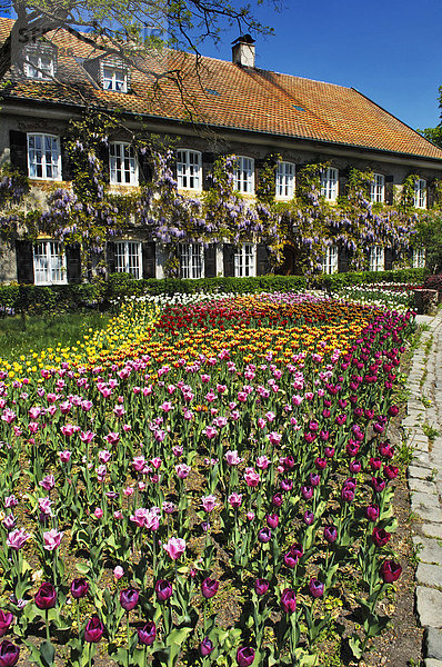 Garten-Tulpe (Tulipa) und Blauregen-Glyzinie (Wisteria sinensis)  Garten in Aying  Bayern  Deutschland