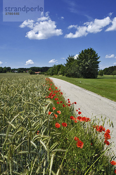 Klatschmohn (Papaver rhoeas) in Getreidefeld  Bayern  Deutschland