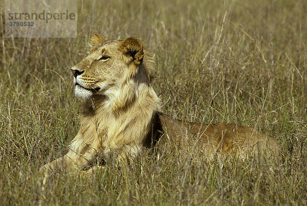 Junger Löwe (Panthera leo) im hohen Gras sitzend  Masai Mara  Kenia  Afrika