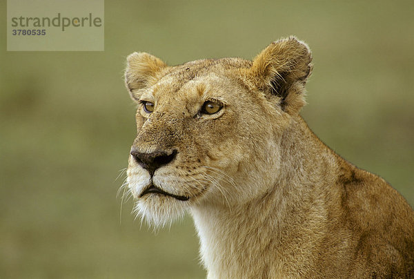 Porträt einer Löwin (Panthera leo)   Masai Mara  Kenia  Afrika