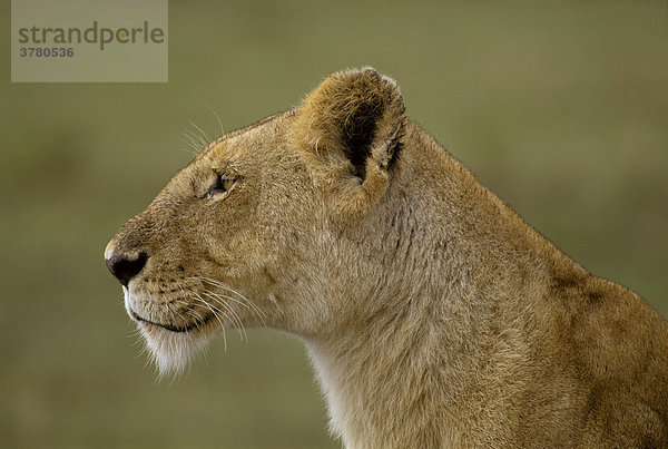 Porträt einer Löwin (Panthera leo)   Masai Mara  Kenia  Afrika