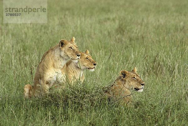 Drei Löwinnen (Panthera leo) auf der Lauer  Masai Mara  Kenia  Afrika