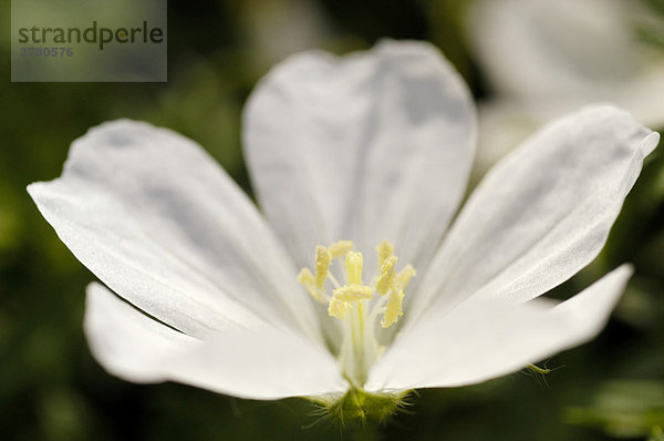 Waldsauerklee (Oxalis acetosella)  Blüte