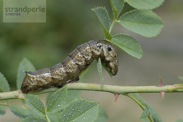 Windenschwärmer (Agrius convolvuli) auf der Nahrungssuche